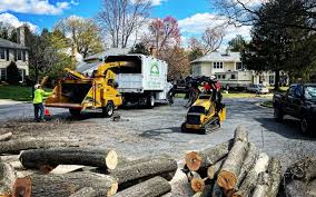 Professional Tree Removal Services in Aberdeen, ID