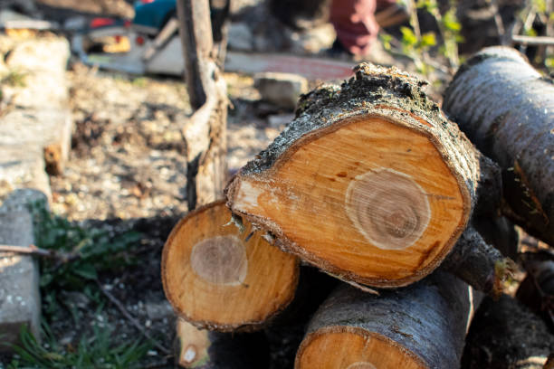 How Our Tree Care Process Works  in  Aberdeen, ID